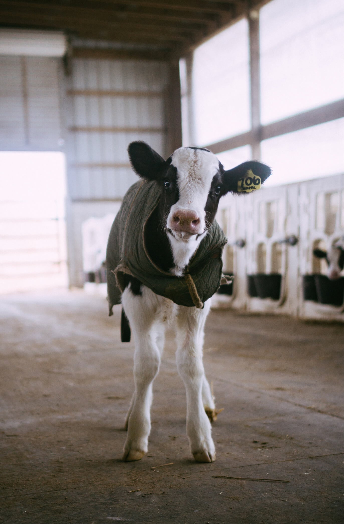 Ein Kalb steht im Hof und schaut ins Bild.