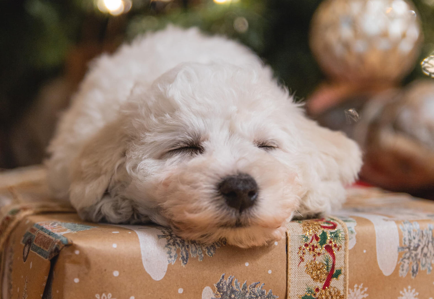 Ein kleiner wuscheliger Hund liegt auf einem verpackten Geschenk und schläft.